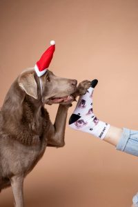 A festive scene of a dog wearing a Santa hat interacting with a human foot in a printed sock.